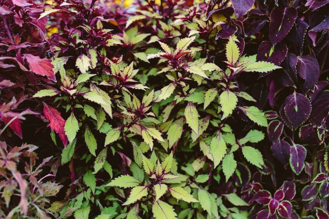 coleus varieties