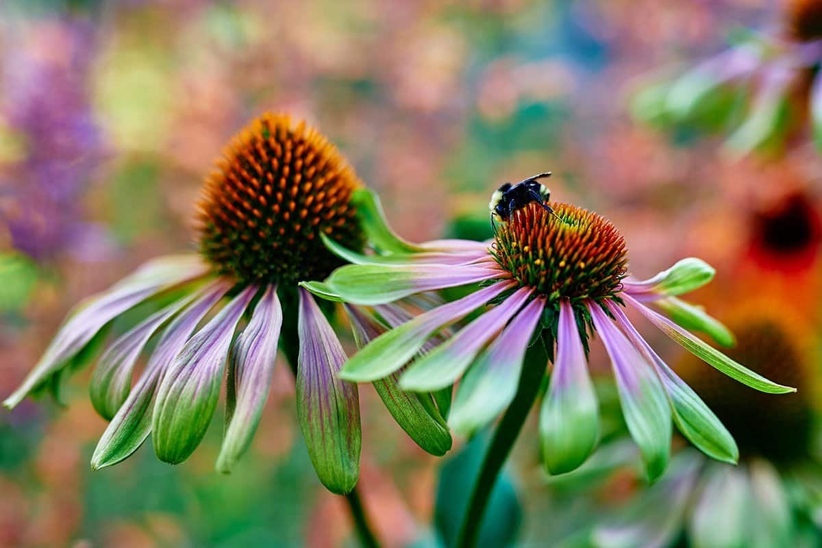 7 Ways to Attract Pollinators to Your Garden (with Design-Forward Tips)