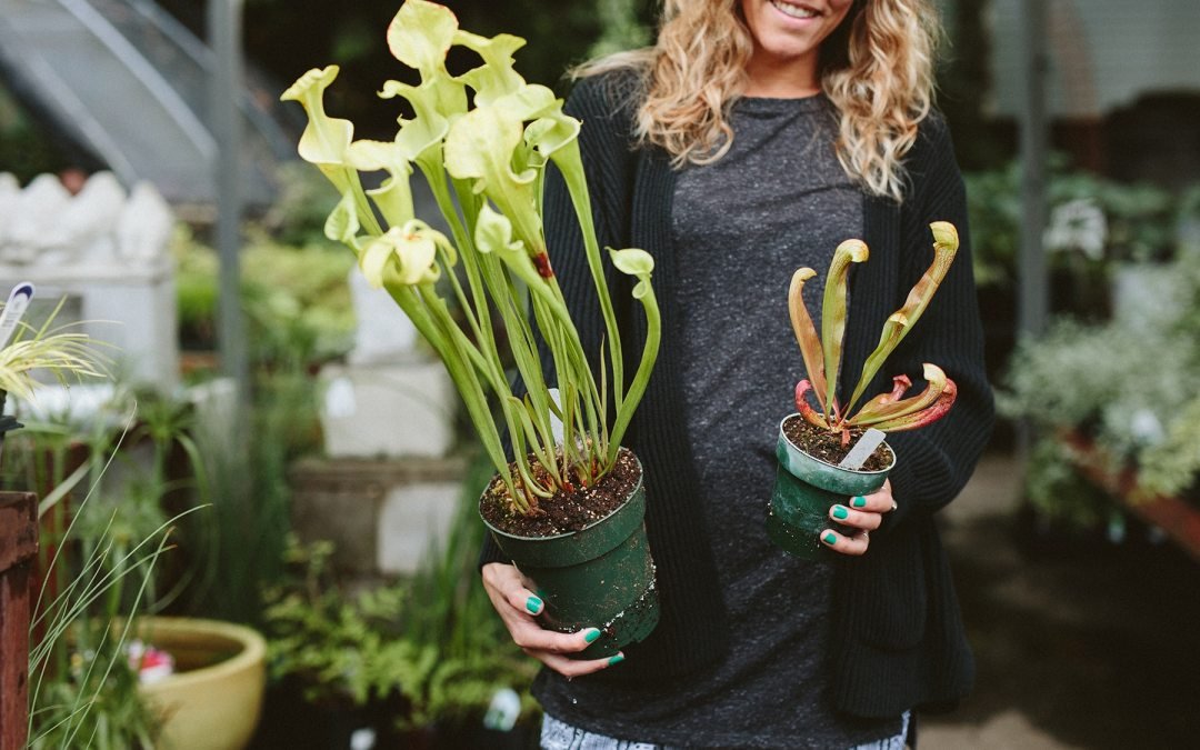 carnivorous plants at Dennis' 7 Dees Garden Center
