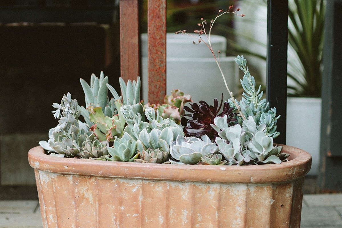 sedums and succulents in a container
