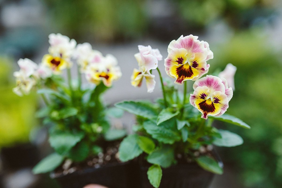 Closeup of pansies blooming in November at a Dennis' 7 Dees Garden Center