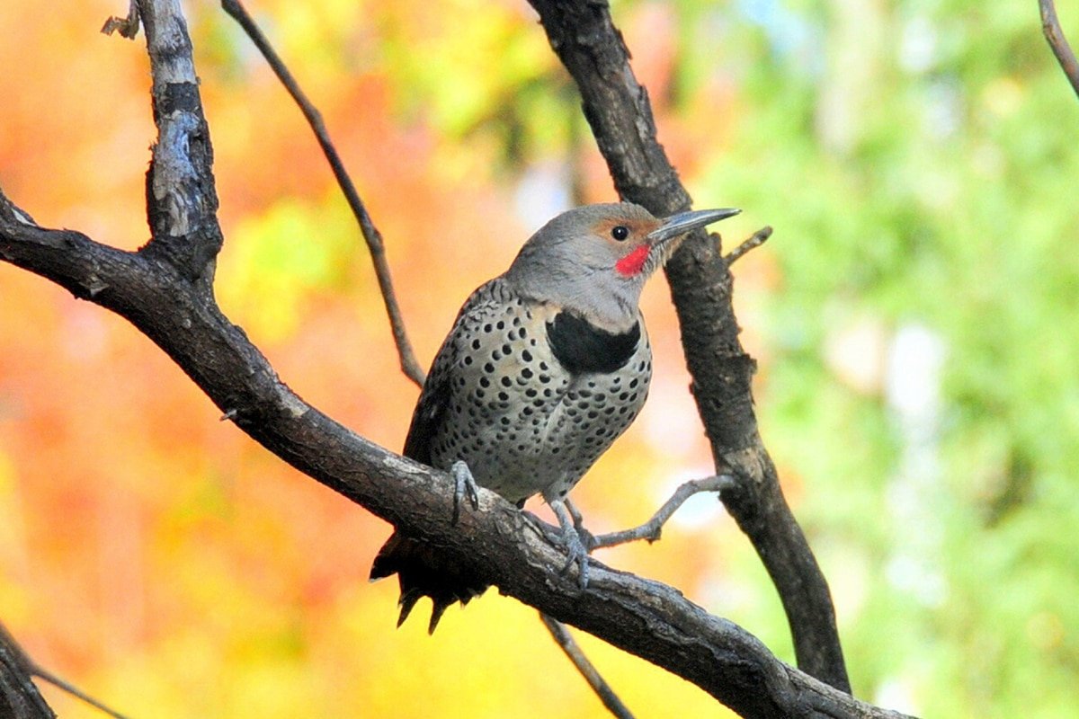 northern flicker