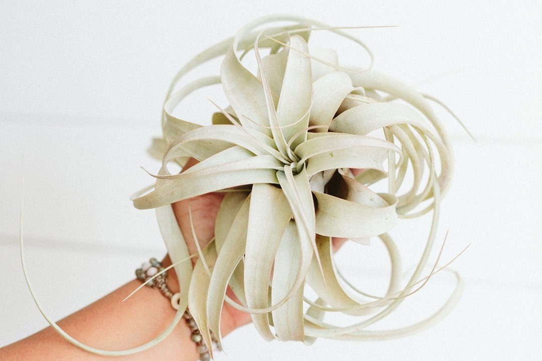 air plant closeup holding an air plant or tillandsia