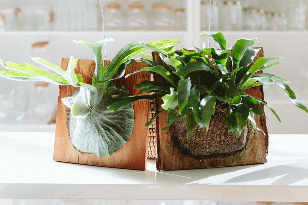 D7D-wood-mounted-plants
