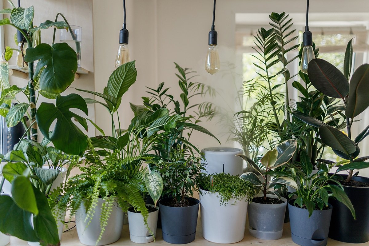 Indoor Plant Care