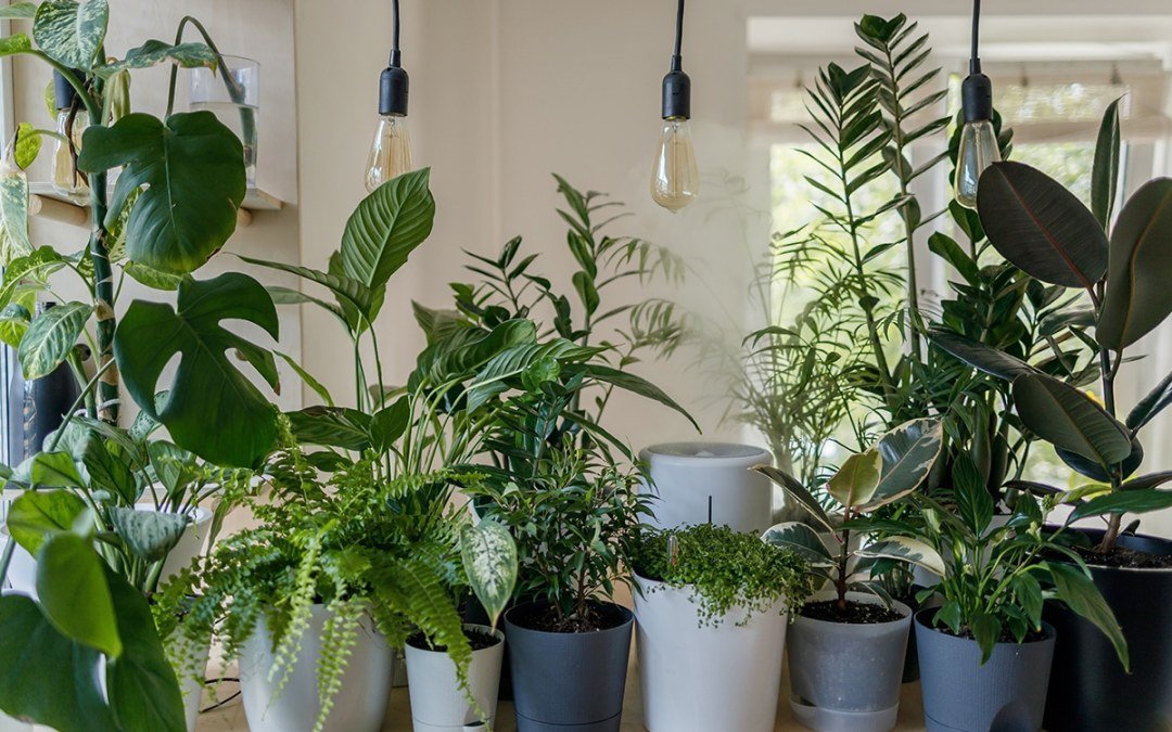 Indoor Plant Care