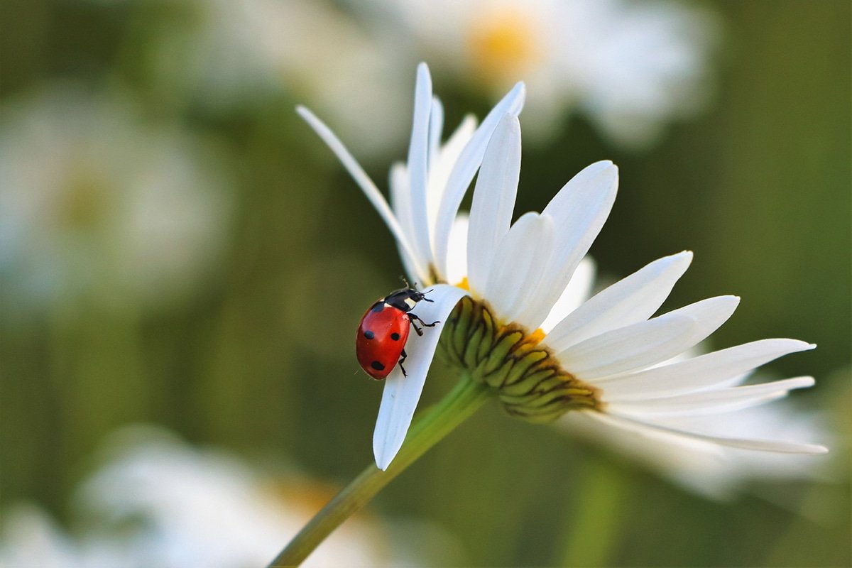 Beneficial Insects in the Garden