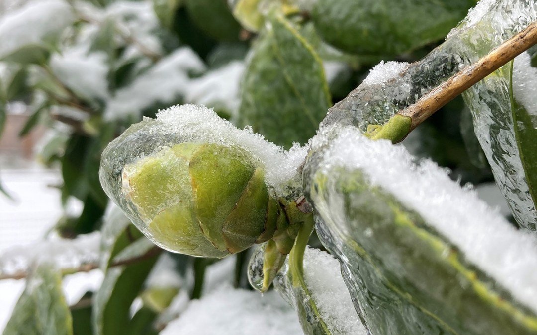 Frozen Camellia Bud
