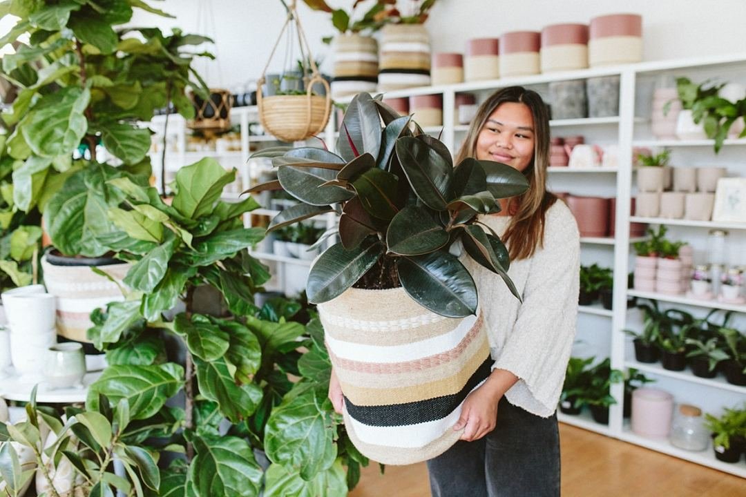 Rubber tree in basket Photo of employee holding a rubber tree in our brideport location