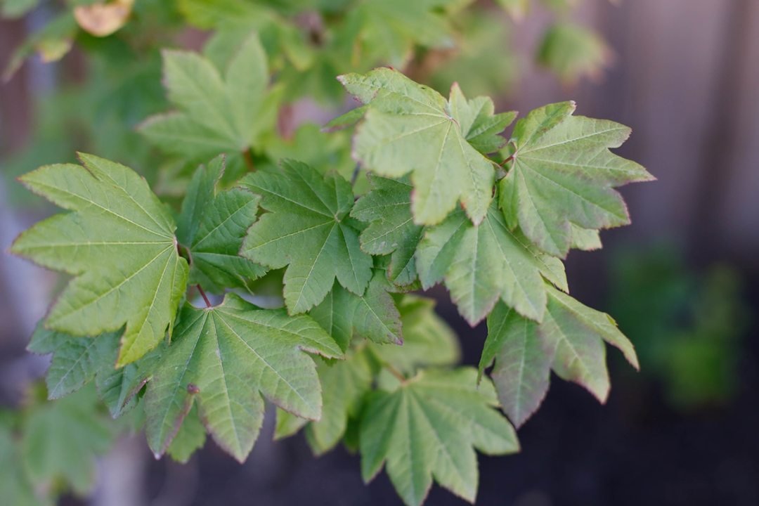 small-trees-vine-maple Vine Maple Oregon Trees - Trees under 20 feet tall - Dennis' 7 Dees