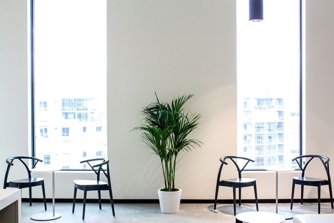 Palm in workplace Palm in workplace next to chairs and bistro tables