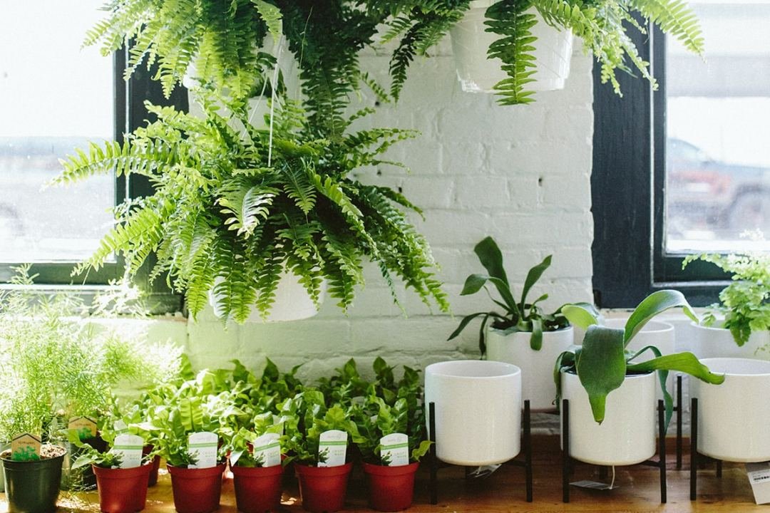 ferns on shelf ferns on shelf