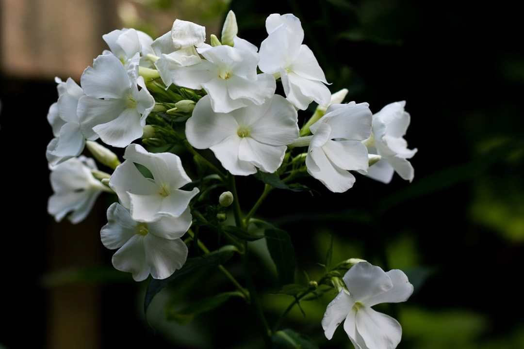 gardening-by-moonlight-phlox white phlox flowers