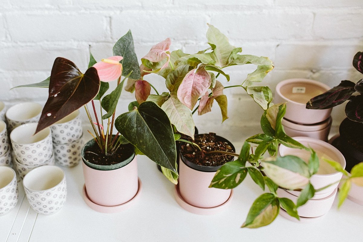 The Latest in Houseplant Trends: Is Pink the New Green?