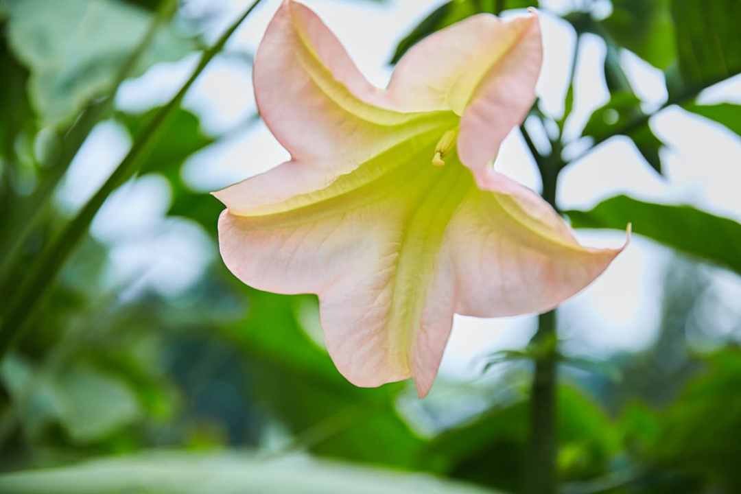 Angels Trumpet pink Angel's Trumpet flower