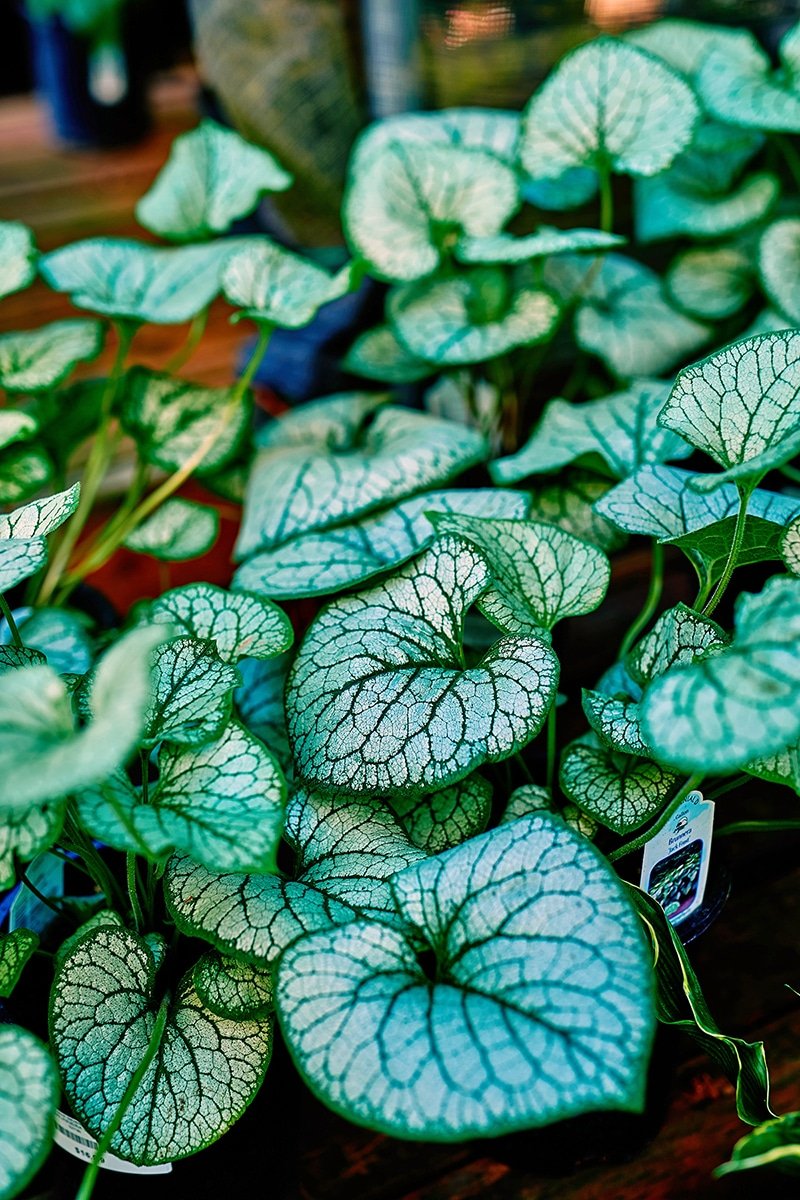 Brunnera Jack Frost Brunnera Jack Frost leaves