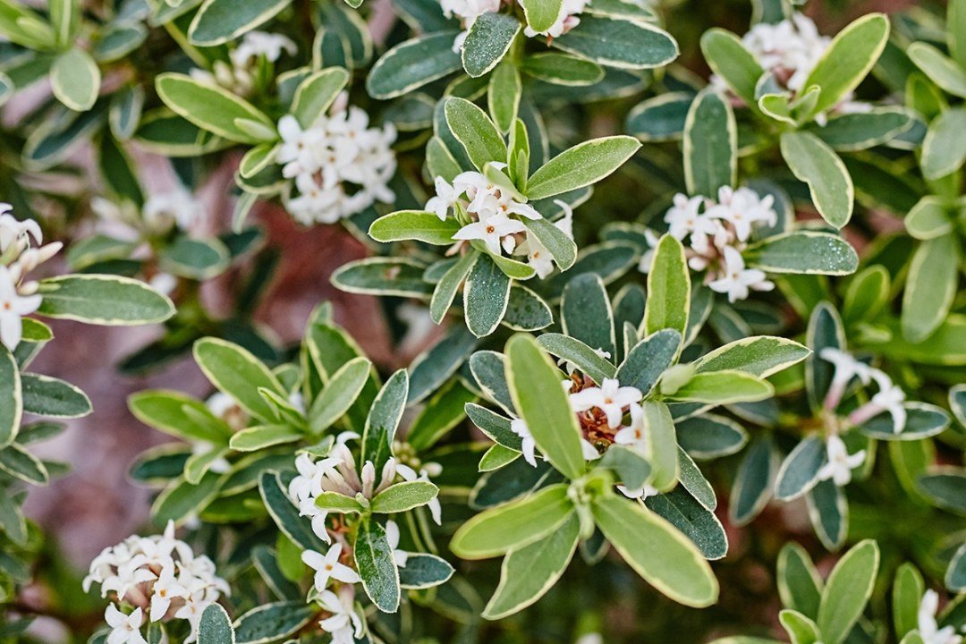 Daphne Variegated Variegated Daphne