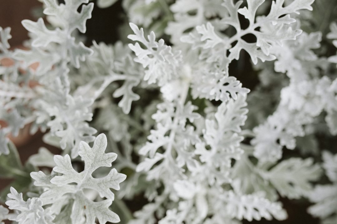 Dusty_Miller Dusty Miller Plant