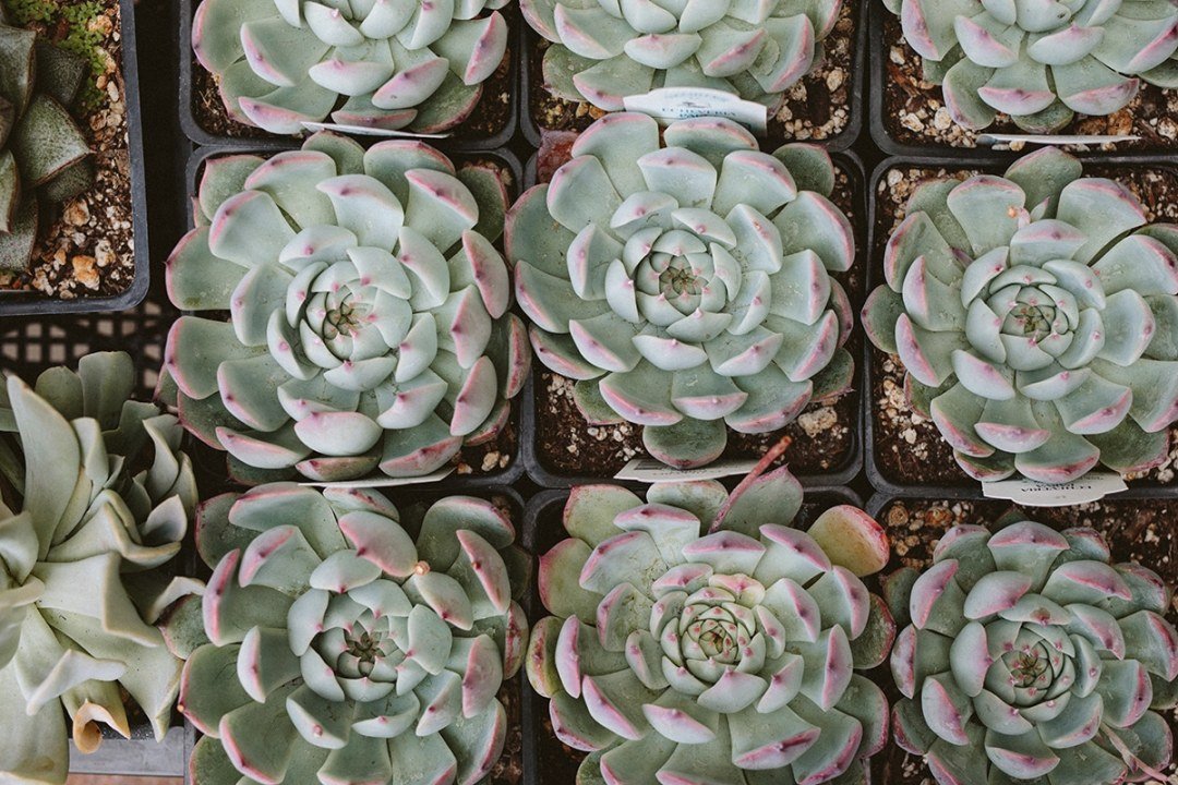 Echeveria