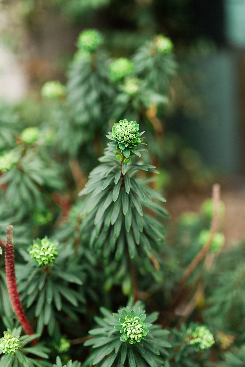 Euphorbia Euphorbia wulfenii