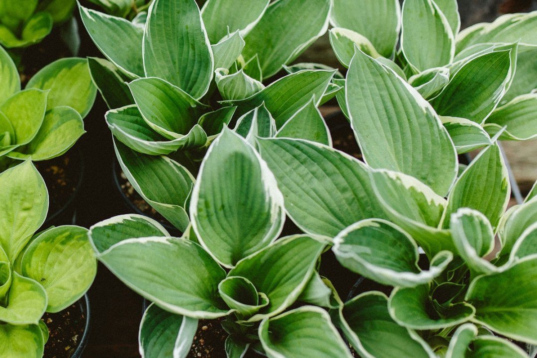 Hosta Variegated Hosta Plants