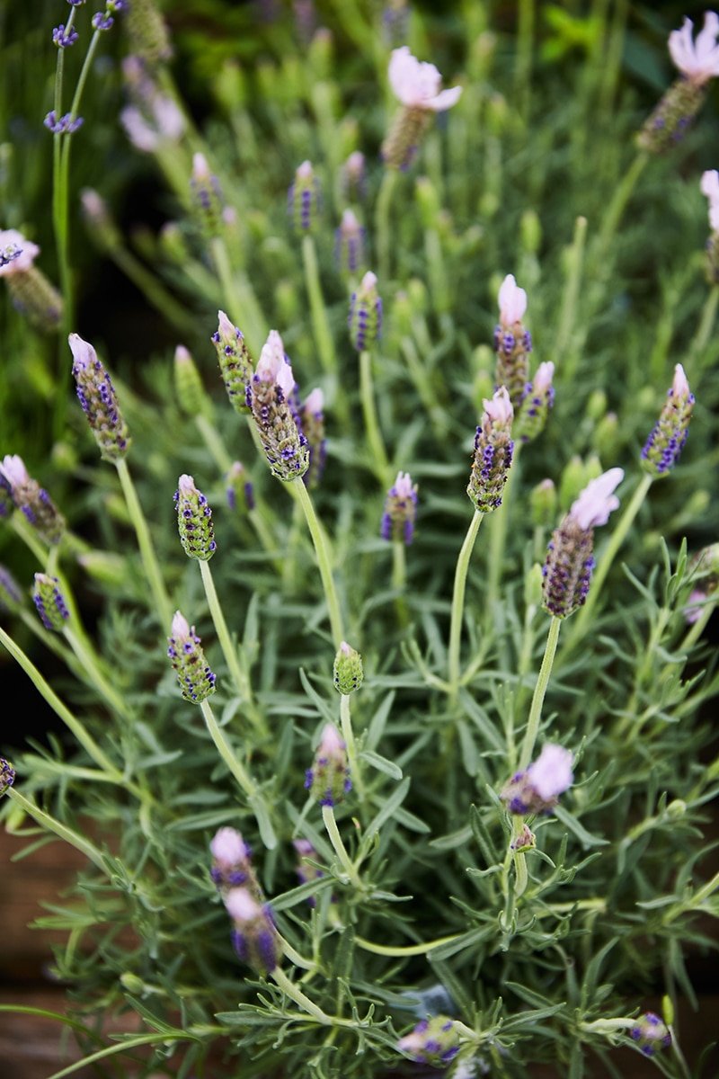 Lavender Plant Lavender Plant