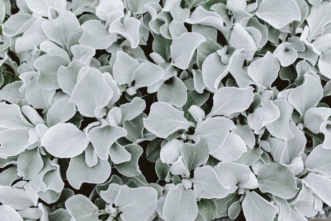 Senecio Angel Wings 1 Senecio Angel Wings