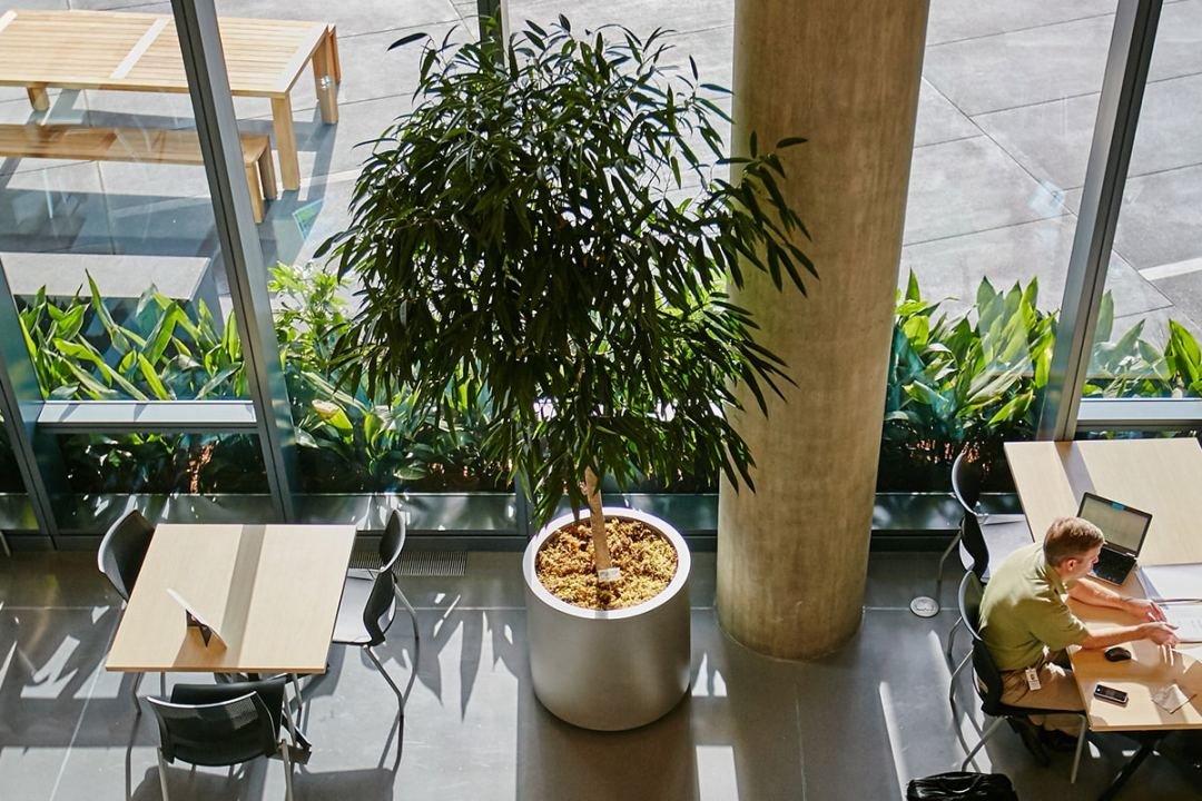 Social Distancing Solutions 4 Moss Wall and Palm in an office