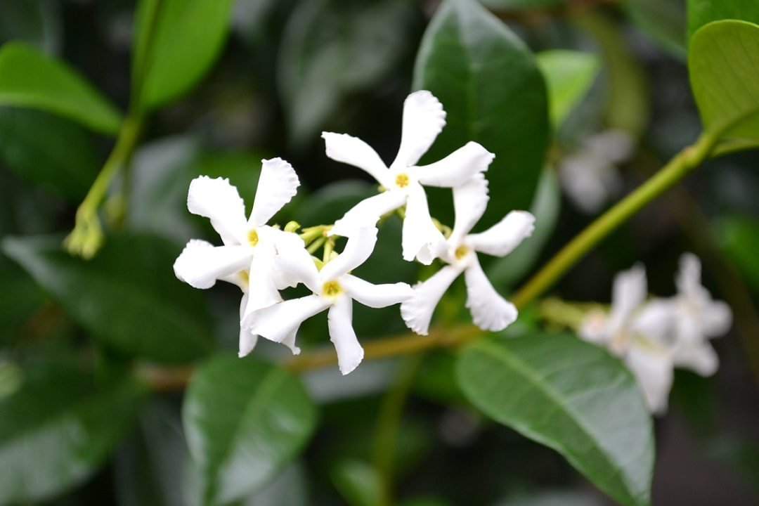 Star Jasmine 1 Star Jasmine flowers