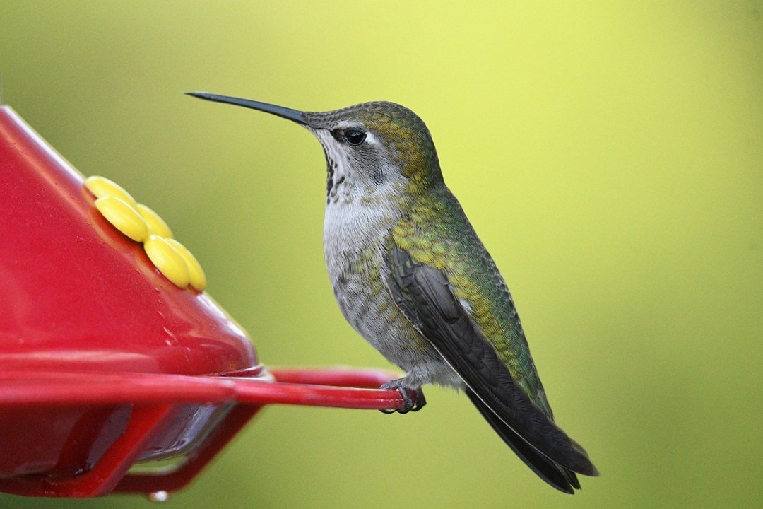 annas-hummingbird-female Female Anna's Hummingbird