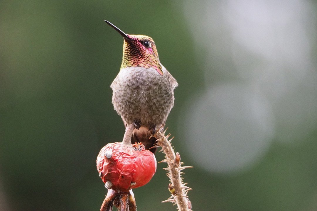 annas-hummingbird-male Male Anna's Hummingbird