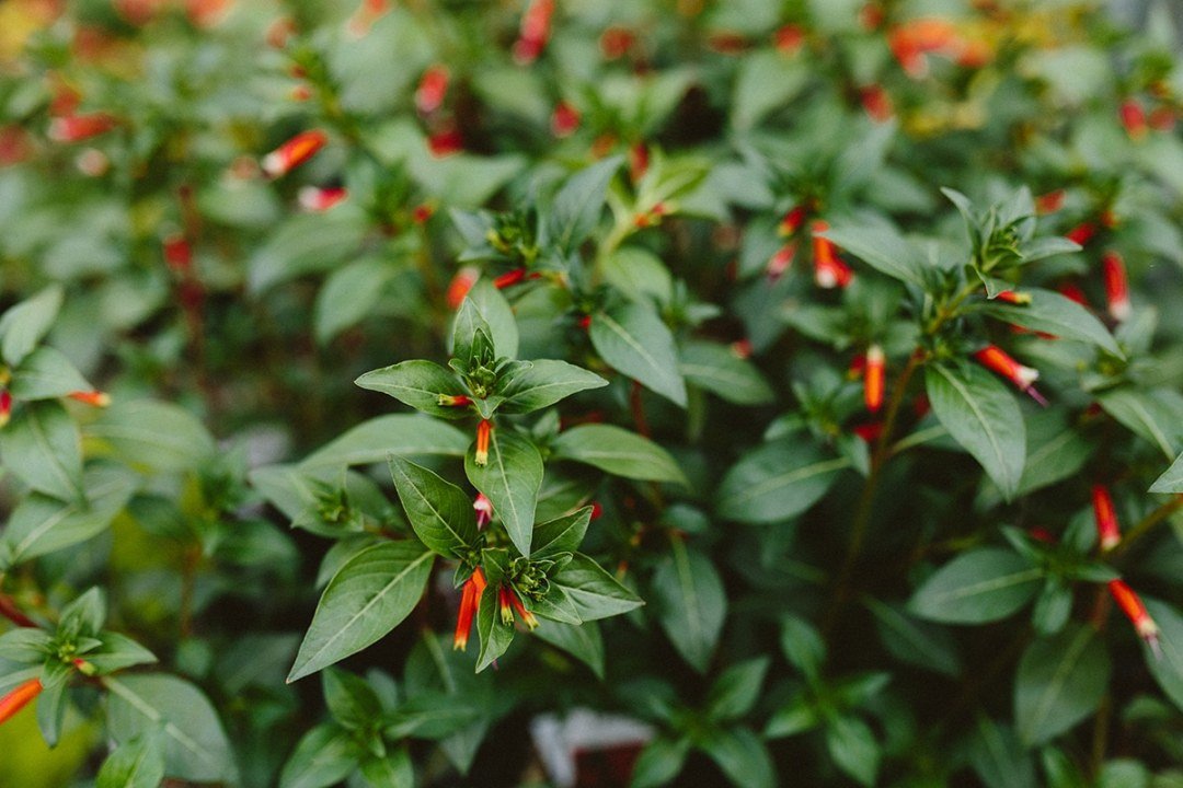cuphea-cigar-plant Cuphea Shrub with Orange Flowers