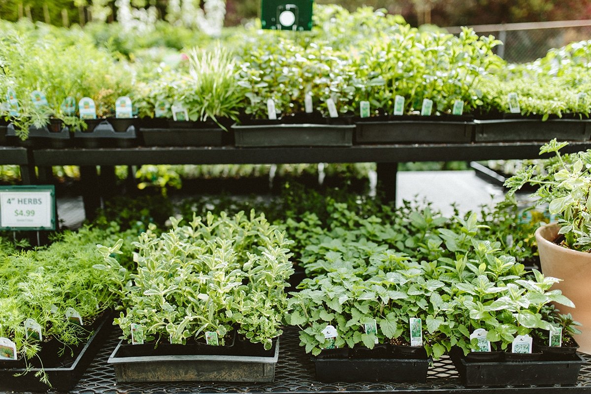 selection of homegrown herbs for the garden