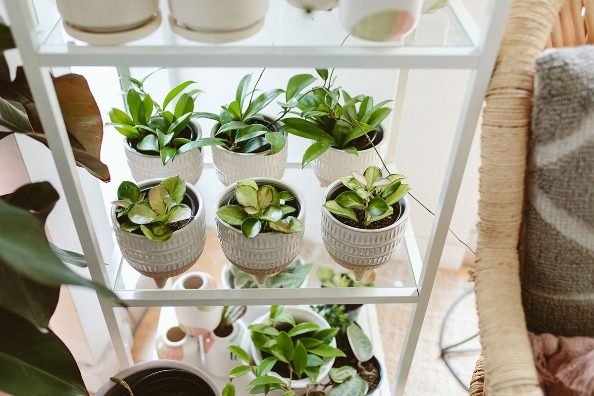 assorted hoya plants
