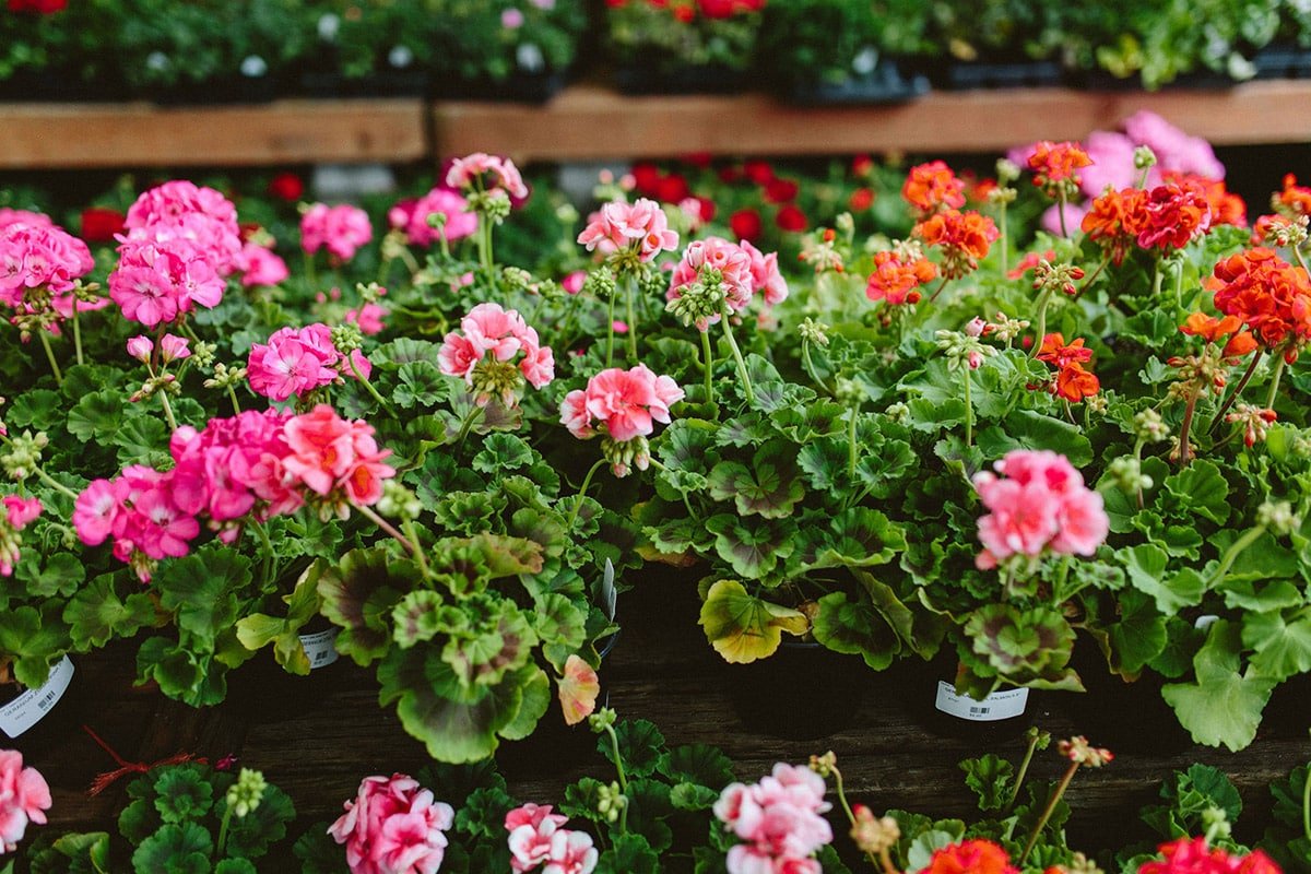 Pink and Red Geraniums blooming in May at a Dennis' 7 Dees Garden Center