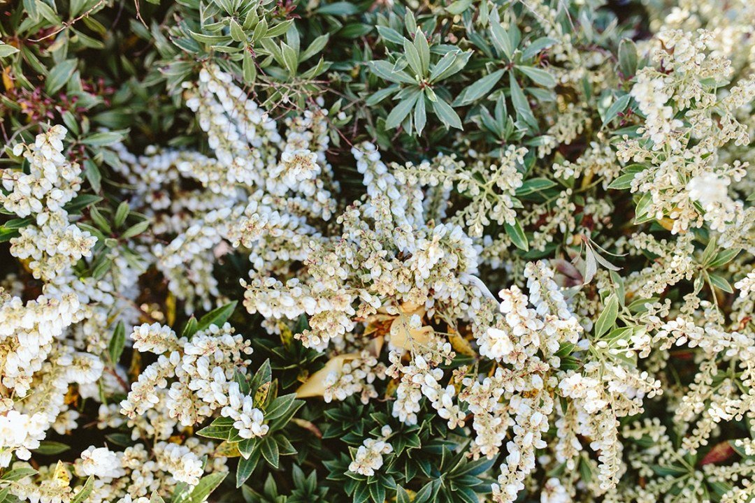 pieris-japonica Variegated Hosta Plants