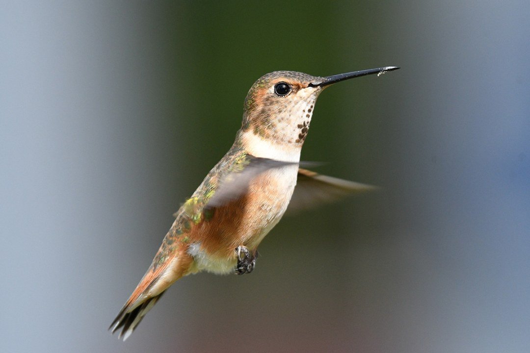 rufous-hummingbird-female Female Rufous Hummingbird