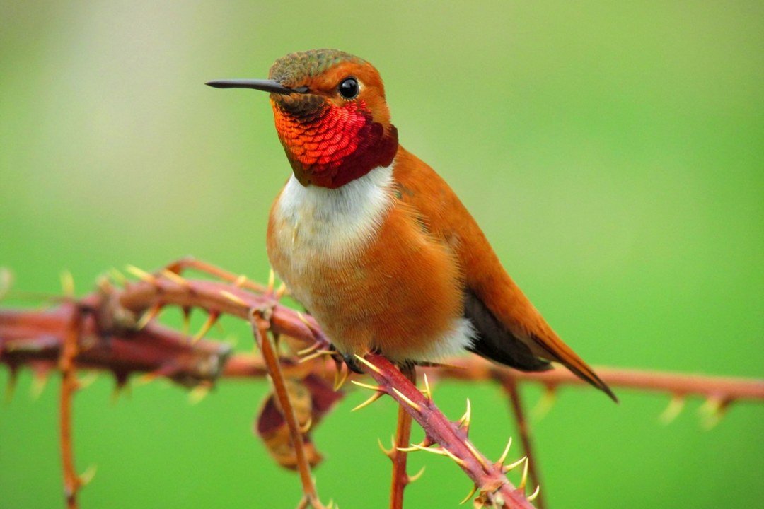 rufous-hummingbird-male-2 Male Rufous Hummingbird