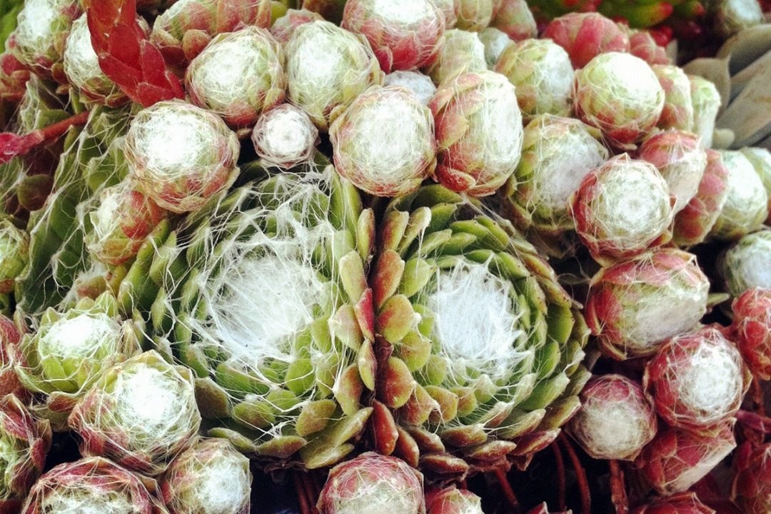 Cobweb-Sempervivum cobweb sempervivum