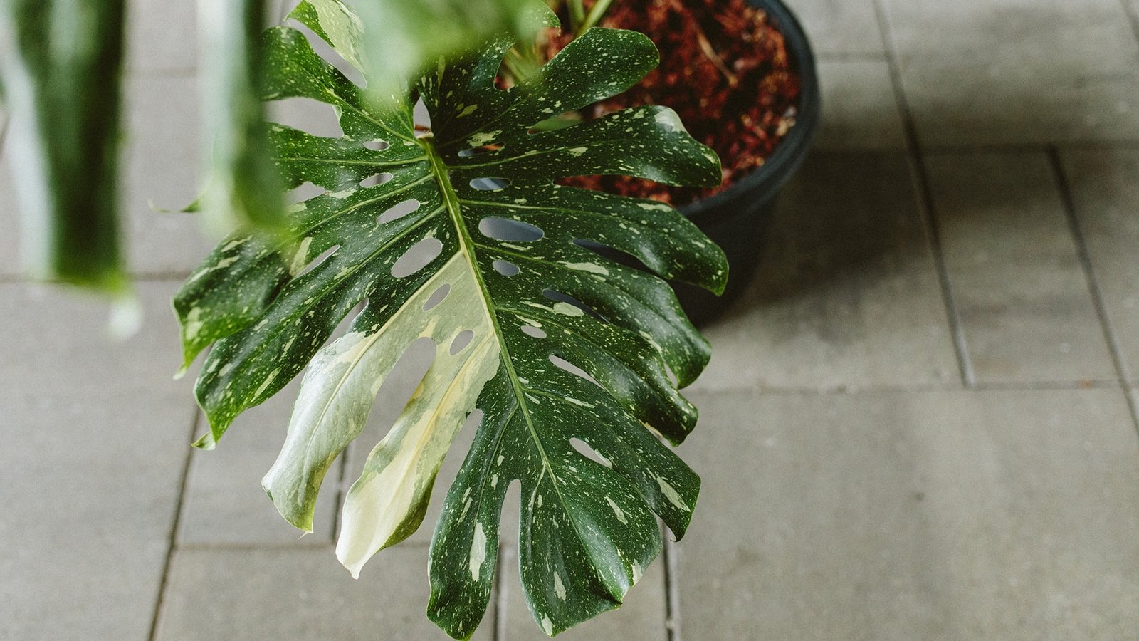 The Latest Houseplant Trend: Variegated Plants and the Science Behind Them