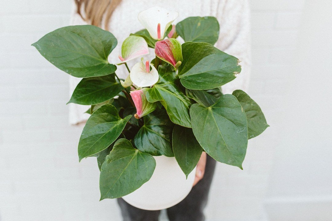 anthurium plant in pot anthurium plant in pot