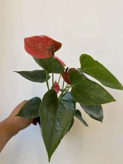 anthurium