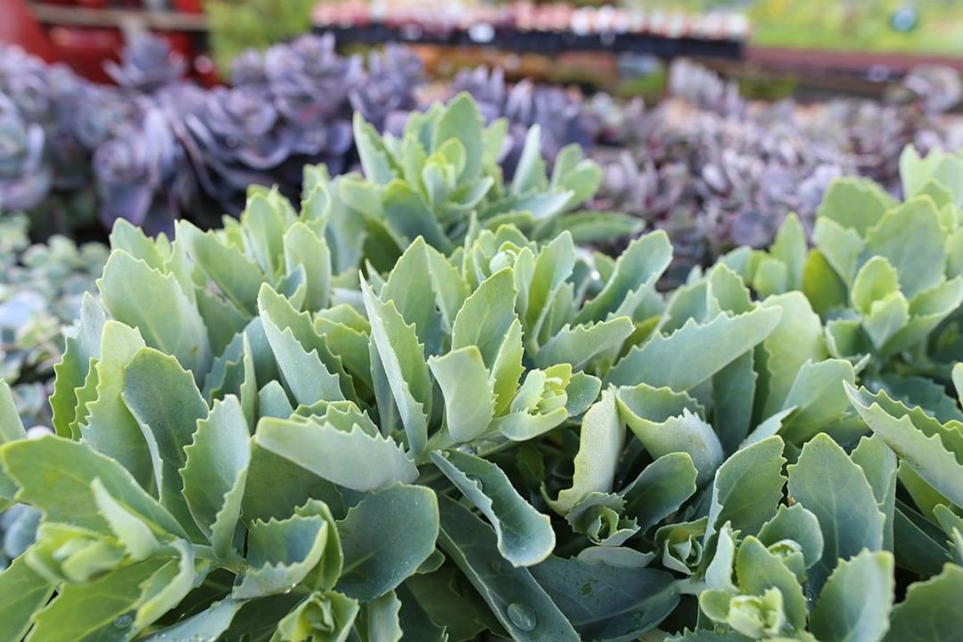 green-crassulaceae-stonecrop green sedum plants