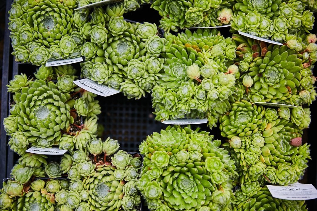 green-hens-and-chicks green hens and chicks