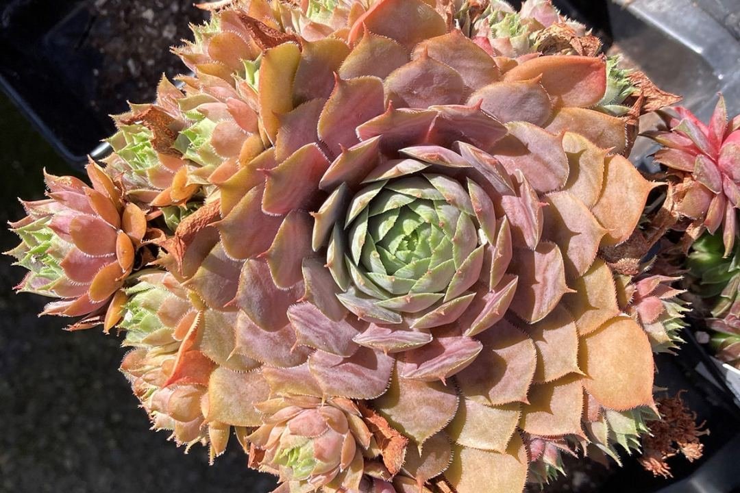 hens-and-chicks-1 hens and chicks succulents