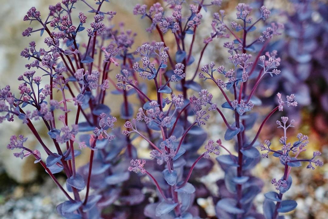 purple-flowering-sedum purple flowering sedum stonecrop