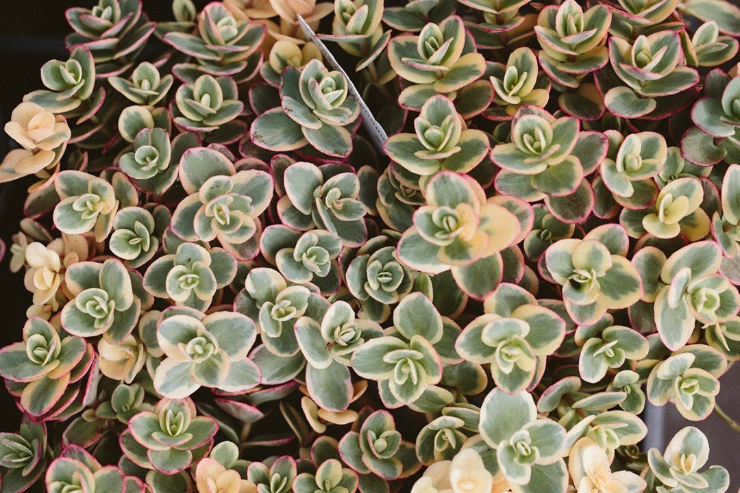 sedum-crassulaceae-closeup sedum crassulaceae closeup