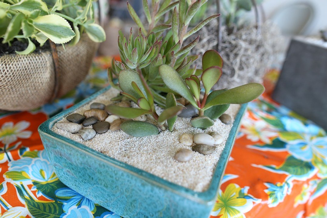 succulent-dish-planting succulent dish planting