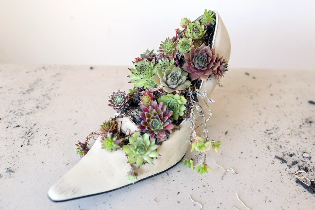 succulents-in-a-shoe succulents planted in a shoe