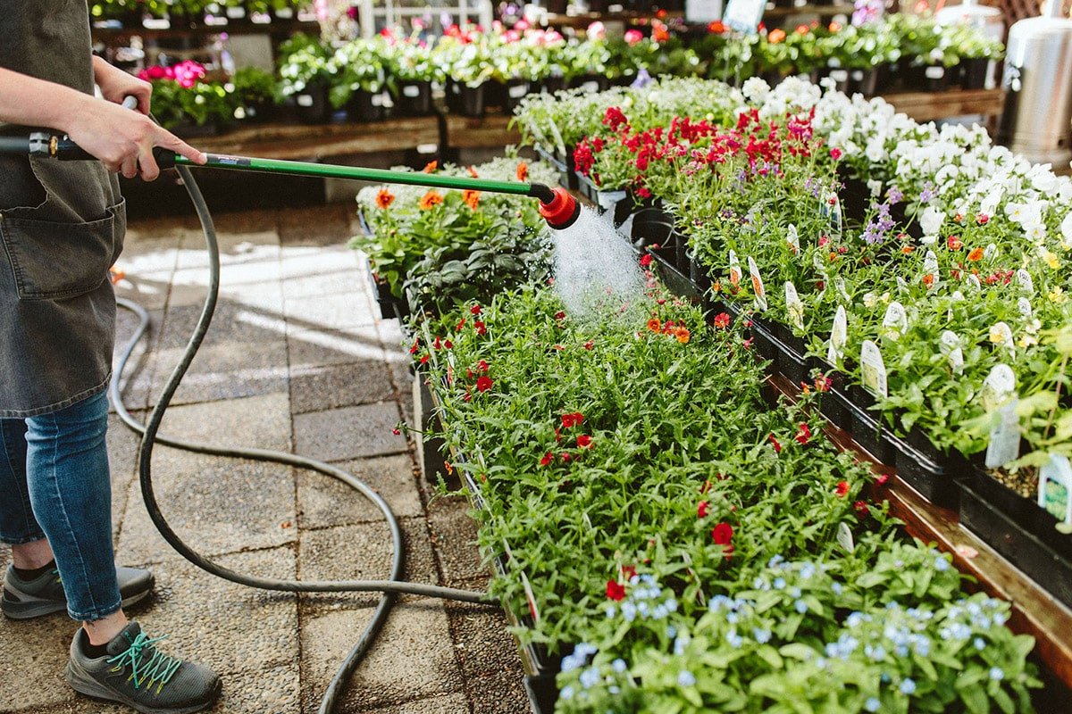 Watering plants during the summer at a Dennis' 7 Dees Garden Center